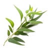 Eucalyptus Leaf Extract (Eucalyptus Globulus)