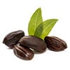 Jojoba Seed Extract (Simmondsia Chinensis)