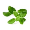 Marjoram Leaf Extract Oil (Origanum Majorana)