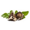 Moringa Seed Oil (Moringa Oleifera)