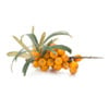 Sea Buckthorn Seed Oil